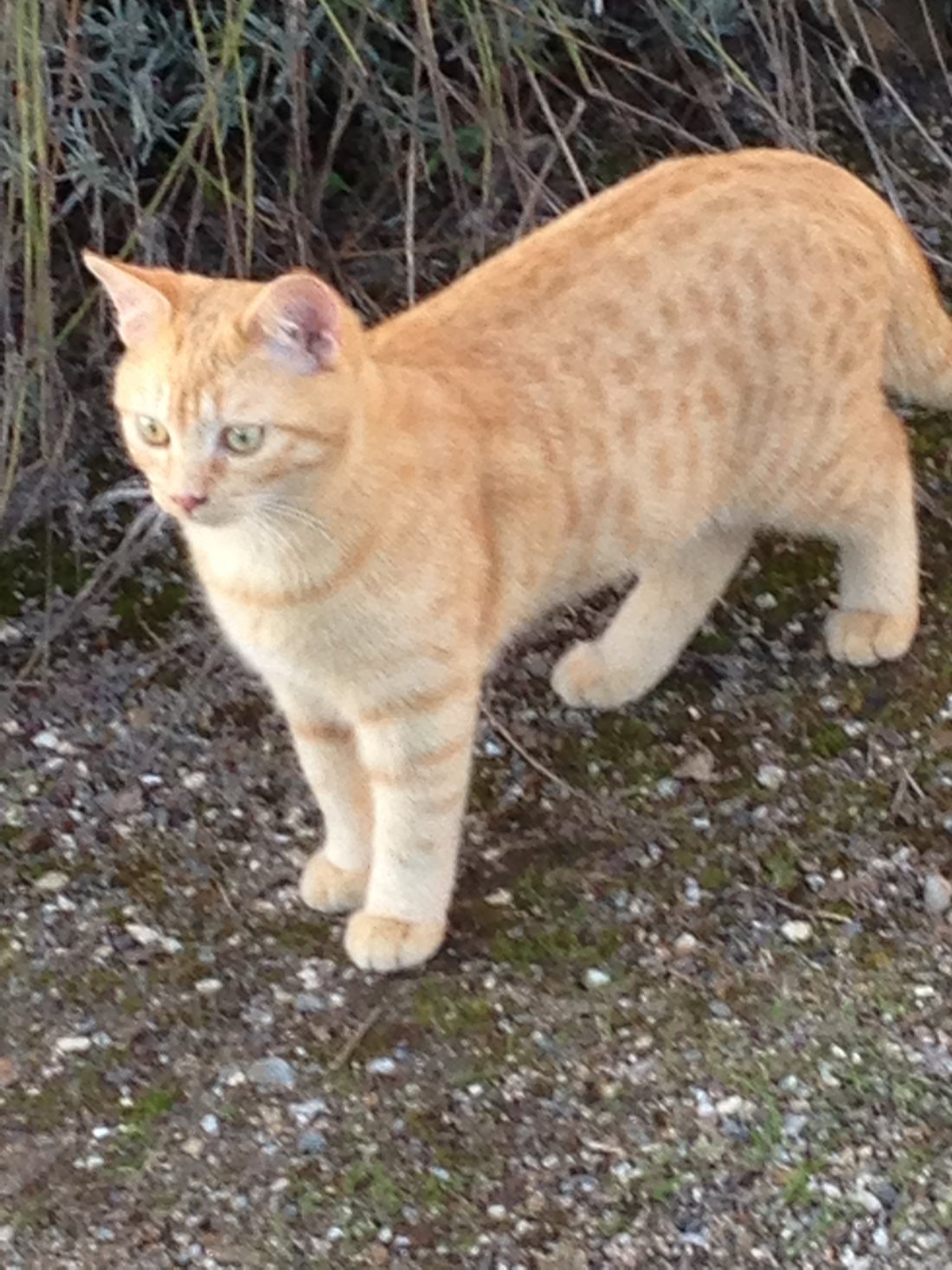 hulp aan dieren en dieren eigenaren